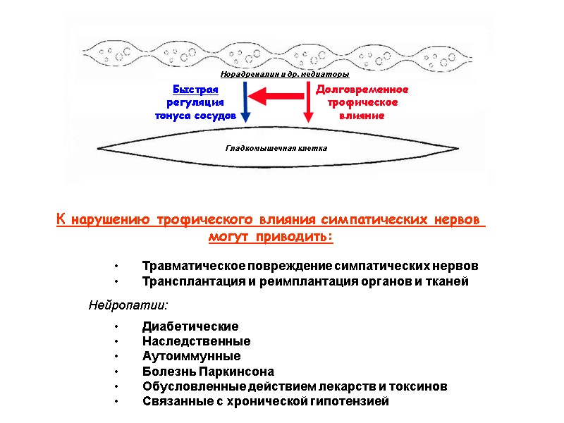 Травматическое повреждение симпатических нервов Трансплантация и реимплантация органов и тканей    Диабетические